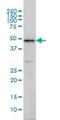 Interferon Regulatory Factor 2 antibody, H00003660-M02, Novus Biologicals, Western Blot image 