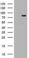 DNA Polymerase Iota antibody, TA801475S, Origene, Western Blot image 