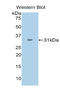 Isocitrate Dehydrogenase (NADP(+)) 1, Cytosolic antibody, LS-C294950, Lifespan Biosciences, Western Blot image 