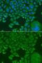 FMR1 Autosomal Homolog 1 antibody, GTX33206, GeneTex, Immunocytochemistry image 