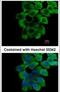 Ring Finger Protein 10 antibody, PA5-30339, Invitrogen Antibodies, Immunofluorescence image 