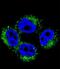 Adaptor Related Protein Complex 1 Subunit Mu 1 antibody, A10072-1, Boster Biological Technology, Immunofluorescence image 