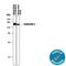 Contactin 1 antibody, AF904, R&D Systems, Western Blot image 