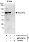 ADP-ribosylation factor-like protein 6-interacting protein 2 antibody, NBP1-78733, Novus Biologicals, Immunoprecipitation image 