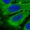 cAMP-specific 3 ,5 -cyclic phosphodiesterase 4D antibody, NBP1-92265, Novus Biologicals, Immunofluorescence image 