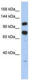 Zinc finger RNA-binding protein antibody, TA335567, Origene, Western Blot image 