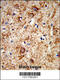 Prepronociceptin antibody, 63-889, ProSci, Immunofluorescence image 