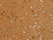 Solute Carrier Family 16 Member 3 antibody, CSB-PA299624, Cusabio, Immunohistochemistry frozen image 