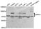 SRSF Protein Kinase 1 antibody, A5854, ABclonal Technology, Western Blot image 