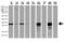 Galectin 3 antibody, LS-C796935, Lifespan Biosciences, Western Blot image 
