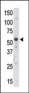 Ubiquitin Like Modifier Activating Enzyme 3 antibody, PA5-11190, Invitrogen Antibodies, Western Blot image 