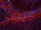 Cathepsin G antibody, orb371968, Biorbyt, Immunofluorescence image 