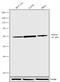 Transforming Growth Factor Beta Receptor 2 antibody, 701683, Invitrogen Antibodies, Western Blot image 