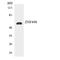 Zinc Finger And SCAN Domain Containing 25 antibody, LS-C292227, Lifespan Biosciences, Western Blot image 