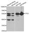 p53 antibody, LS-C346150, Lifespan Biosciences, Western Blot image 