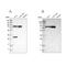 Metadherin antibody, NBP1-90327, Novus Biologicals, Western Blot image 