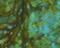 Inhibin Subunit Alpha antibody, NBP2-26096, Novus Biologicals, Immunohistochemistry paraffin image 