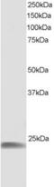 Heat Shock Protein Family B (Small) Member 8 antibody, 45-750, ProSci, Enzyme Linked Immunosorbent Assay image 