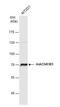 Cholinergic Receptor Muscarinic 3 antibody, NBP2-19444, Novus Biologicals, Western Blot image 