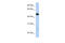 WD repeat-containing protein 1 antibody, 25-688, ProSci, Western Blot image 