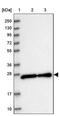 Zinc Finger Matrin-Type 2 antibody, PA5-57700, Invitrogen Antibodies, Western Blot image 