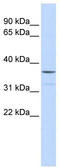 Zinc Finger Protein 787 antibody, TA329919, Origene, Western Blot image 