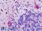 Peptidylprolyl Cis/Trans Isomerase, NIMA-Interacting 1 antibody, LS-B9237, Lifespan Biosciences, Immunohistochemistry frozen image 