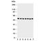C-Terminal Binding Protein 2 antibody, R30631, NSJ Bioreagents, Western Blot image 