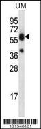 Lipase Family Member M antibody, 56-487, ProSci, Western Blot image 