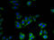 Solute Carrier Family 41 Member 2 antibody, A53049-100, Epigentek, Immunofluorescence image 