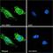 Structural Maintenance Of Chromosomes 5 antibody, GTX88264, GeneTex, Immunocytochemistry image 