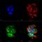 Synaptotagmin 7 antibody, MA5-27654, Invitrogen Antibodies, Immunofluorescence image 