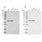 Era Like 12S Mitochondrial RRNA Chaperone 1 antibody, NBP1-89703, Novus Biologicals, Western Blot image 