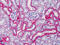 Basigin (Ok Blood Group) antibody, 51-840, ProSci, Immunohistochemistry frozen image 