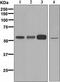 Fatty acid desaturase 1 antibody, ab126706, Abcam, Western Blot image 