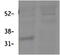 Dual Adaptor Of Phosphotyrosine And 3-Phosphoinositides 1 antibody, 42-779, ProSci, Western Blot image 