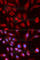 Ubiquitin Like With PHD And Ring Finger Domains 1 antibody, A2343, ABclonal Technology, Immunofluorescence image 