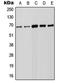 Forkhead Box N1 antibody, MBS822218, MyBioSource, Western Blot image 
