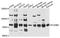 Plexin B2 antibody, STJ112109, St John