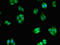 WNK Lysine Deficient Protein Kinase 2 antibody, LS-C674188, Lifespan Biosciences, Immunofluorescence image 