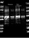 Protein A antibody, orb344277, Biorbyt, Western Blot image 