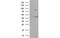 Serpin Family B Member 3 antibody, MBS834180, MyBioSource, Western Blot image 