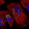 Stromal Cell Derived Factor 4 antibody, PA5-52809, Invitrogen Antibodies, Immunofluorescence image 