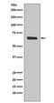 Protein Tyrosine Phosphatase Non-Receptor Type 6 antibody, M00938, Boster Biological Technology, Western Blot image 