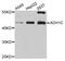 Alcohol Dehydrogenase 1C (Class I), Gamma Polypeptide antibody, PA5-76340, Invitrogen Antibodies, Western Blot image 