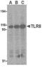 Toll Like Receptor 8 antibody, PA5-20056, Invitrogen Antibodies, Western Blot image 