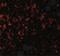 G Protein-Coupled Receptor 3 antibody, NBP2-41102, Novus Biologicals, Immunocytochemistry image 