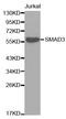 SMAD Family Member 3 antibody, STJ29802, St John