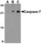 Caspase 7 antibody, LS-B3794, Lifespan Biosciences, Western Blot image 