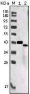 Sortilin-related receptor antibody, 32-218, ProSci, Enzyme Linked Immunosorbent Assay image 